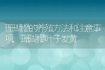 珊瑚樱的养殖方法和注意事项