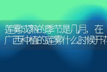 莲雾成熟的季节是几月