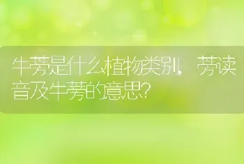 蒡读音及牛蒡的意思