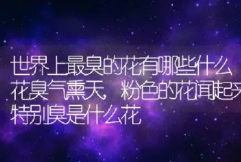 世界上最臭的花有哪些什么花臭气熏天