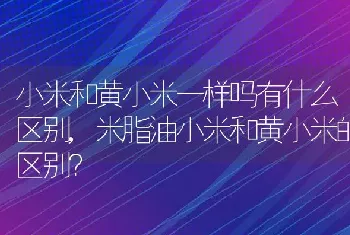 米脂油小米和黄小米的区别