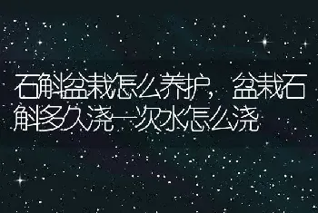 石斛盆栽怎么养护