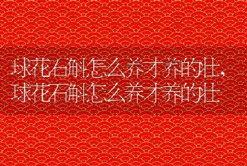 球花石斛怎么养才养的壮