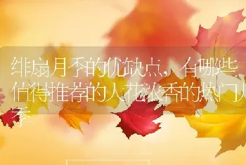 绯扇月季的优缺点