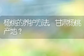 甘肃杨桃产地