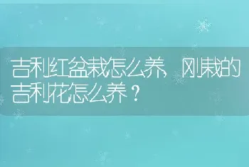 刚栽的吉利花怎么养