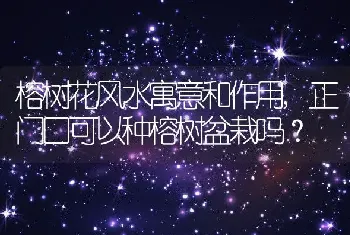 正门口可以种榕树盆栽吗