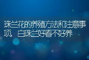 珠兰花的养殖方法和注意事项