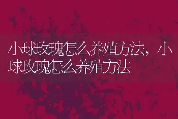 小球玫瑰怎么养殖方法