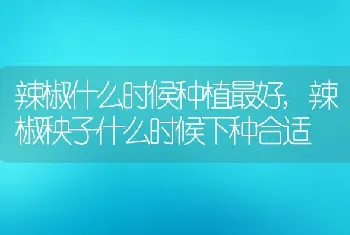 辣椒什么时候种植最好