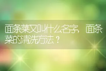 面条菜的清洗方法