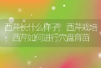 西芹长什么样子