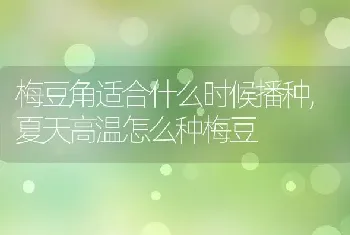 梅豆角适合什么时候播种