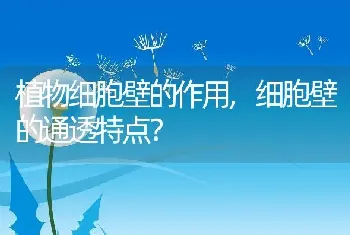 细胞壁的通透特点