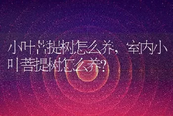 室内小叶菩提树怎么养