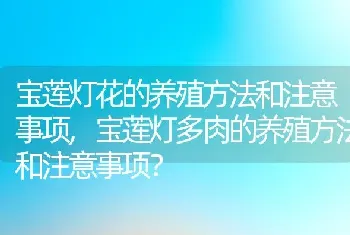 宝莲灯多肉的养殖方法和注意事项