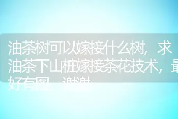 油茶树可以嫁接什么树