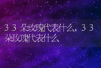 33朵玫瑰代表什么