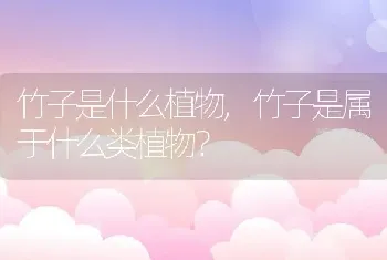 竹子是属于什么类植物