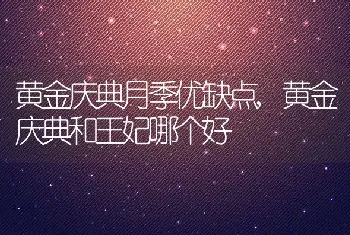 黄金庆典月季优缺点