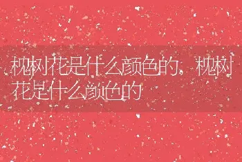 槐树花是什么颜色的