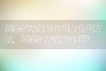 苘麻的功效与作用