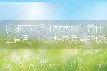 玫瑰花花语和寓意象征着什么意思