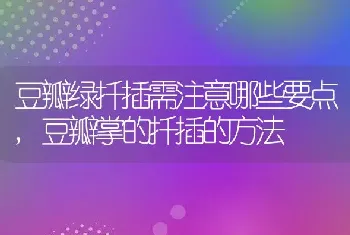 豆瓣绿扦插需注意哪些要点