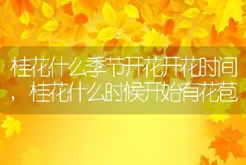 桂花什么季节开花开花时间