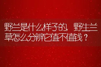 野生兰草怎么分辨它值不值钱