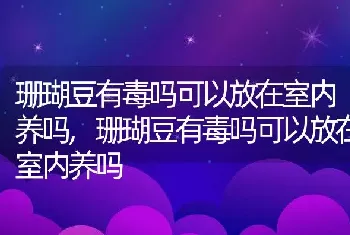 珊瑚豆有毒吗可以放在室内养吗