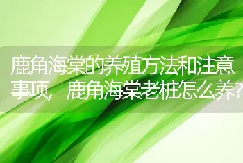 鹿角海棠老桩怎么养