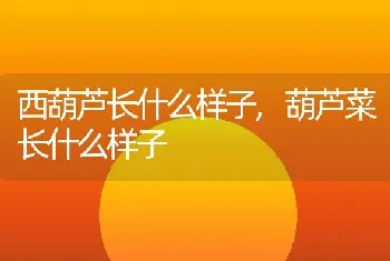 西葫芦长什么样子