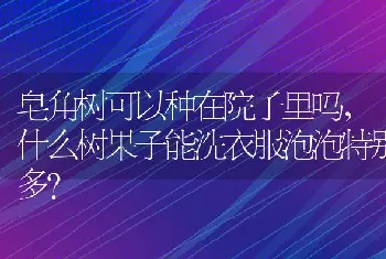 什么树果子能洗衣服泡泡特别多