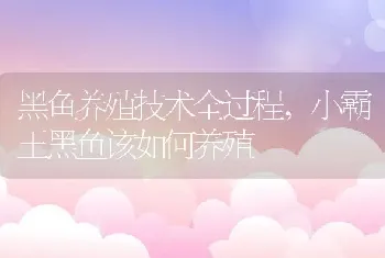 黑鱼养殖技术全过程