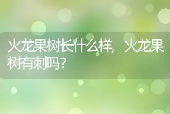 火龙果树有刺吗