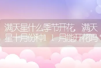 满天星十月份种11月能开花吗