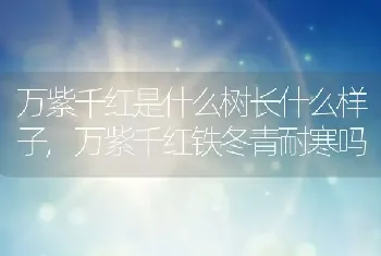 万紫千红是什么树长什么样子