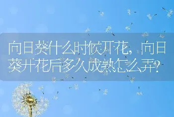 向日葵开花后多久成熟怎么弄