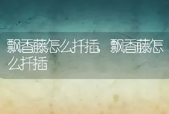 飘香藤怎么扦插