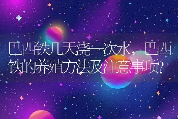 巴西铁的养殖方法及注意事项