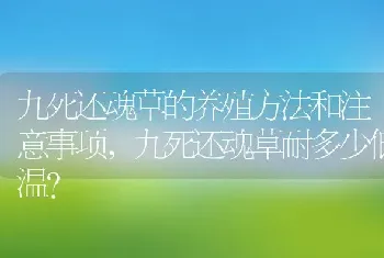 九死还魂草耐多少低温