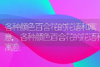 各种颜色百合花的花语和寓意