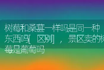 树莓和桑葚一样吗是同一种东西吗[区别]