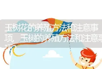 玉树的养殖方法和注意事项