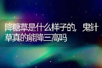 降糖草是什么样子的