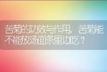 苦菊能不能放汤面条里边吃