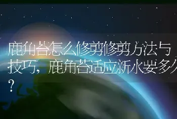 鹿角苔适应新水要多久