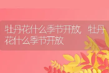 牡丹花什么季节开放