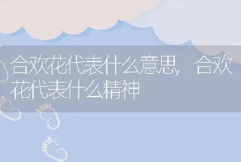 合欢花代表什么意思